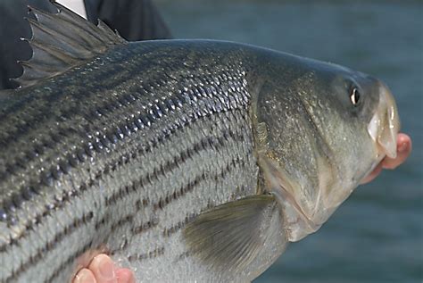 striped bass  american saltwater guides association