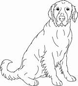 Coloring Lab Pages Labrador Retriever Dog Yellow Golden Printable Line Vector Colouring Drawings Head Adult Coloriage Dogs Drawing Dessins Getdrawings sketch template