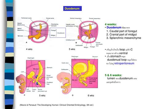 ppt development of digestive system powerpoint