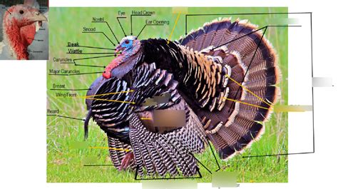 parts   turkey  diagram quizlet