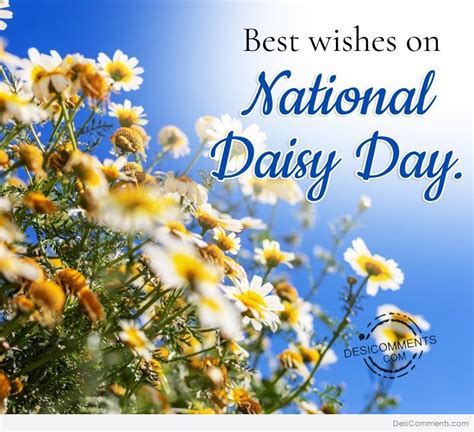 wishes  national daisy day desi comments