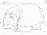Ausmalbilder Nilpferd Flusspferd Hippopotamus Supercoloring Hippo Colouring Hipopótamo Tiere sketch template