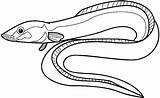 Eel Coloring Eels Gulper Sketch Getdrawings Moray Pluspng Clipartmag Designlooter sketch template