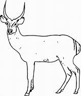 Coloring Deer Spotted Antelope Pages Coloringbay Wecoloringpage sketch template