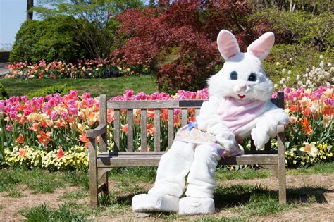 easter bunny bring chocolate eggs     idea