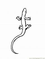 Lizard Printable Coloring Pages Color Tattoo Outline Simple Colouring Gecko Kids Reptile Clipart Print Crawling Flying Library Getcolorings Tattooimages Biz sketch template