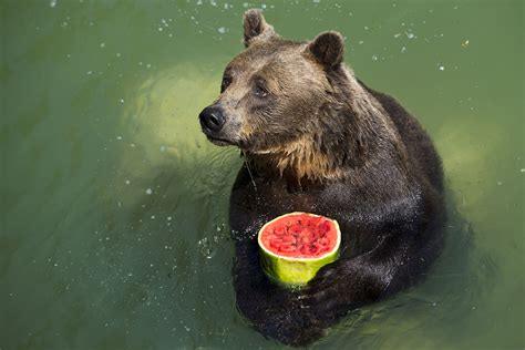 bear fruit