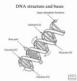 Dna Structure Coloring Worksheet Pages Replication Biology Bases Double Drawing Helix Key Molecule Rna Printable Answer Kids Science Diagram Easy sketch template