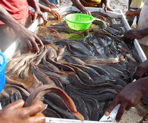 pêche rebond de la production de poisson frais dans la cuvette