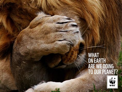 latest print ad campaign   wwf world wildlife foundation