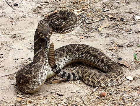 venomous snakes cast springtime presence  texas san antonio express news