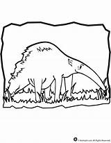 Anteater Coloring sketch template