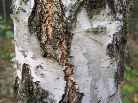 how to identify the silver birch tree betula pendula in a few easy steps
