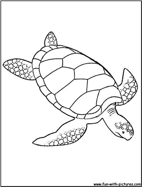 green sea turtle coloring page