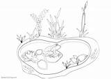 Pond Coloring Pages Animals Plants Printable Kids Adults sketch template