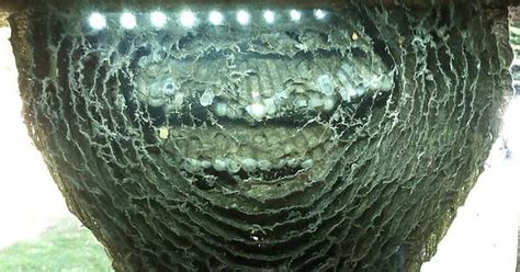 A Bald Faced Hornets Nest Built On A Window So You Can See