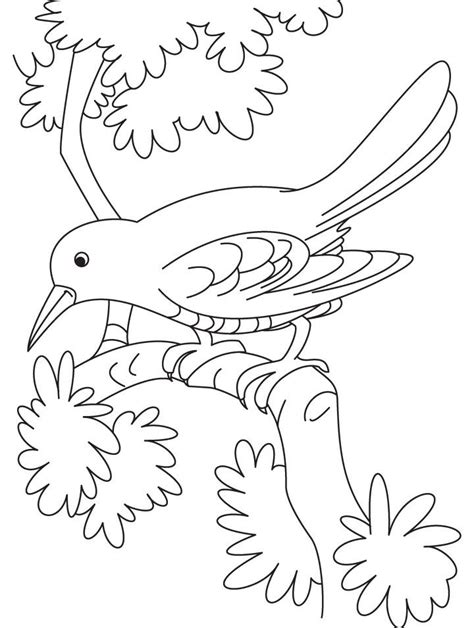 cuckoo coloring   designlooter