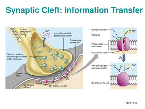 synaptic cleft information transfer powerpoint  id