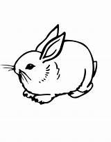 Coloring Colornimbus Rabbits Preschoolers sketch template