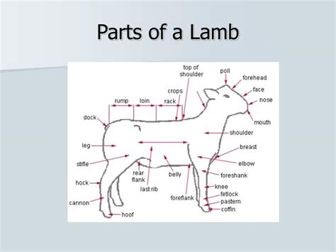 market sheep anatomy  cuts powerpoint  id