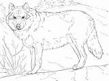Gray Wolf Wolves Somewhat sketch template
