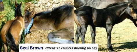 pin  daphne headley  horse markings galore countershading horse