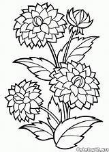 Flores Dahlia Colorir sketch template