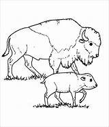 Bison Coloring Pages Baby Moms Kids Printable Coloringbay sketch template