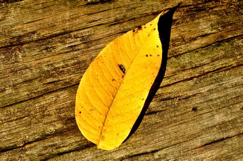 nut leaf  autumn series marcello corazza flickr