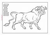 Bull Pdf sketch template