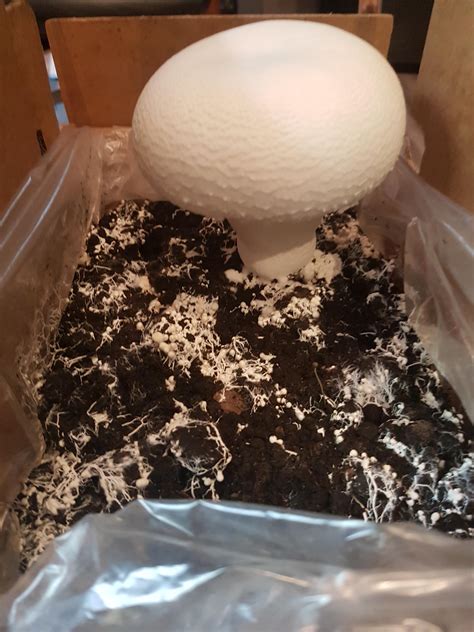 general bought  champignonbutton mushroom grow kit