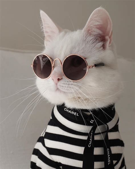 psbattle  cat wearing  shirt rphotoshopbattles