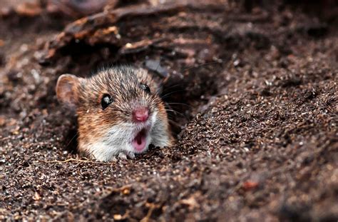 surprised mouse pobble  happy animals cute animals funny animals