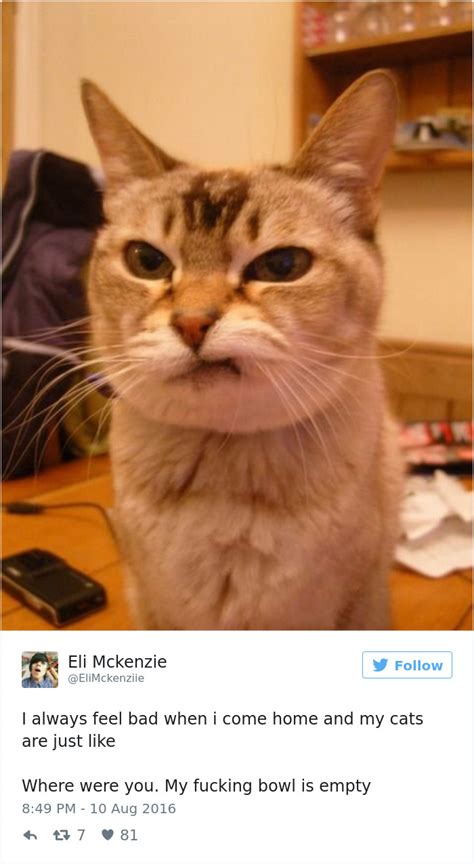 ≡ 35 most meme tastic twitter cats of 2016 brain berries