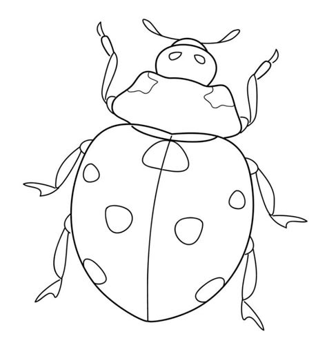 coloring pages coloring pages ladybug printable  kids adults