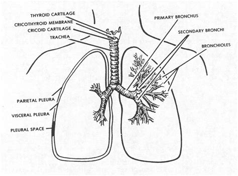 respiratory system drawing  getdrawingscom   personal