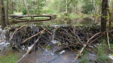 wide dam built  beavers reduces flood risk  north yorkshire village  civil engineer