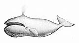 Bowhead Longevity Whale Drawing Michelson Molly sketch template