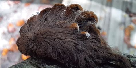 hairy caterpillar with venomous spines found in virginia prompting