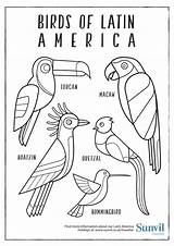 Coloring America Latin Pages Birds Colouring Drawing South Hispanic Heritage Printable Sheets American Pdf Animals Sunvil Animal Month Getdrawings Ilustrations sketch template