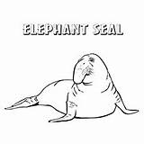 Elephant Seal Coloring Pages Designlooter 230px 84kb sketch template
