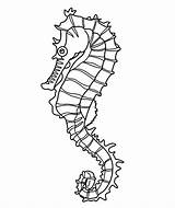 Seahorse Drawing Coloring Seaweed Outline Pages Realistic Template Line Easy Templates Colouring Sea Horse Crafts Shape Drawings Printable Kelp Color sketch template