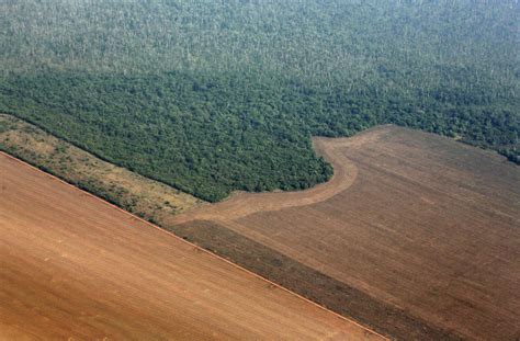 duitsland schort donaties aan braziliaanse milieuprogrammas deels op foto hlnbe