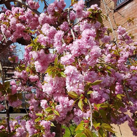 prunus kiku shidare zakura cheals weeping cherry garden tree