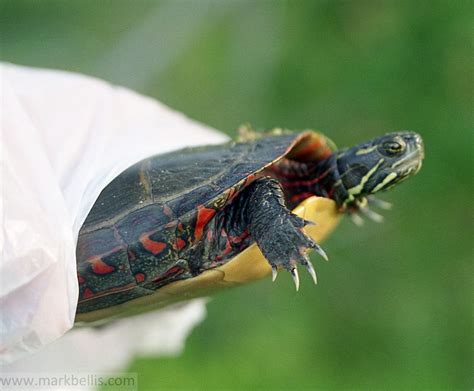 mark bellis painted turtle