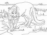 Coloring Pages Cougar Mountain Printable Puma Lion Animal South Florida American Color Track Panthers Panther Print Lions Sheet Kids Drawing sketch template