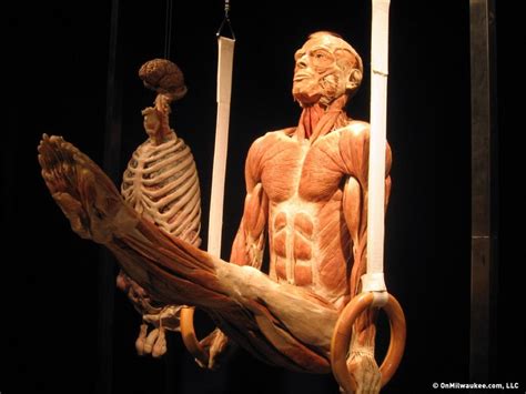 body worlds opens a window on inner space onmilwaukee