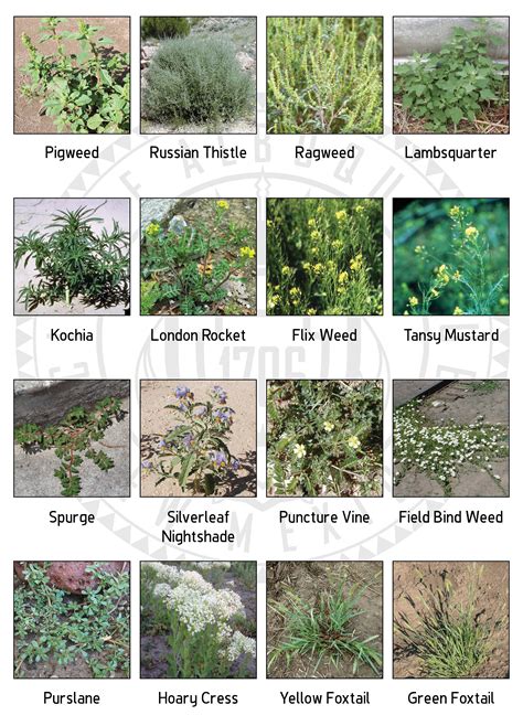 chart  nuisance weeds