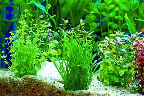 aquatic plants aquarium vlrengbr
