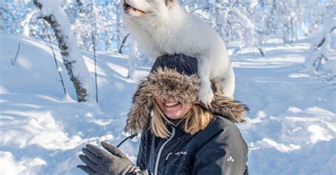 Beautiful Photos Show An Arctic Fox Jumping On Tourist S Head To Look